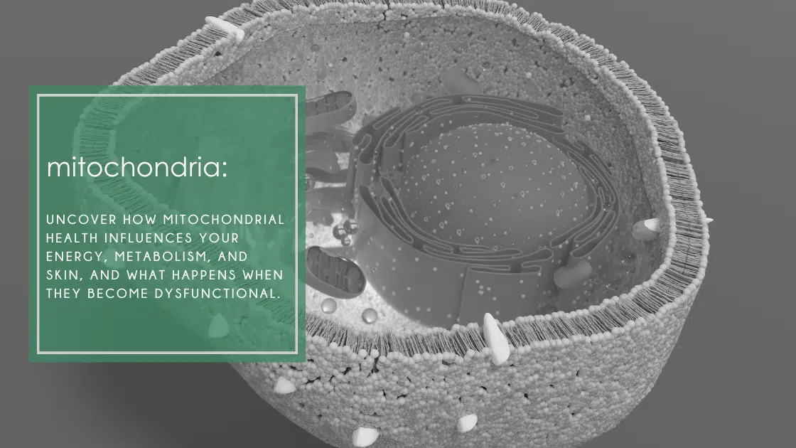 mitochondria health influences your energy, metabolism, and skin, and what happens when they become dysfunctional.